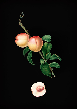 Vintage White Walnut Fruit