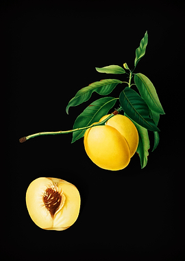 Vintage Yellow Apricot Art