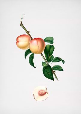 Vintage White Walnut Fruit