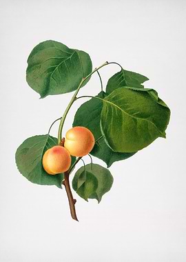 Vintage Yellow Apricot Art