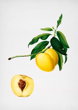 Vintage Yellow Apricot Art