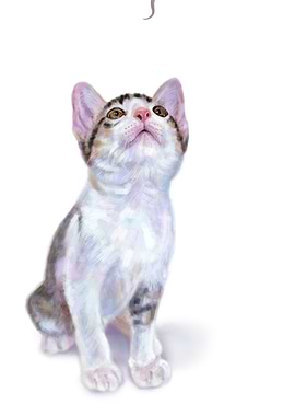 Kitten staring gecko tail