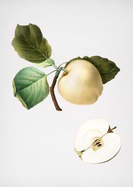 Vintage Astracan Apple Art