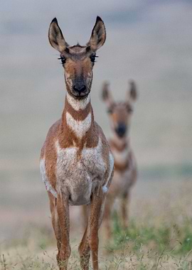 two body deer ear