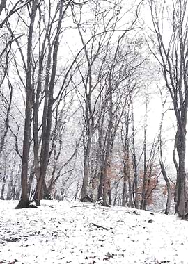 Forest walk in winter