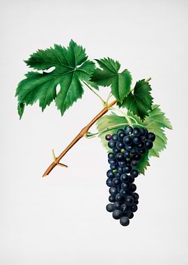 Black Aleatico Grapes Art