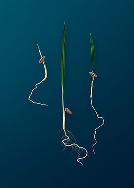 Vintage Date Palm Fruits