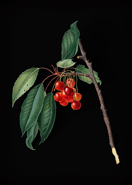 Vintage Cherry Fruit Art