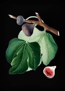 Vintage Black Figs Fruits
