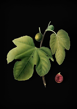 Vintage Briansole Figs Art