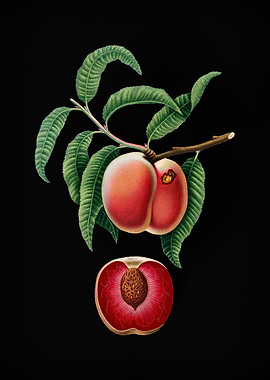 Vintage Carrot Peach Fruit