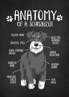 Anatomy of a Schnauzer