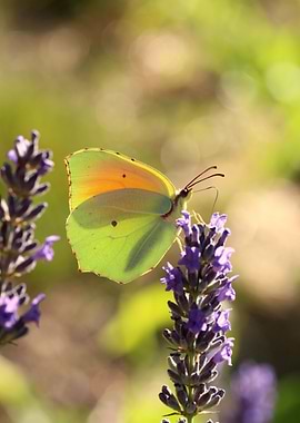 Butterfly in lavender