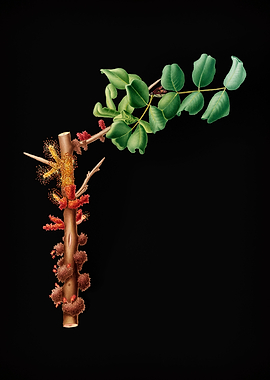 Vintage Carob Flower Fruit