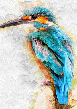Kingfisher Bird Wildlife