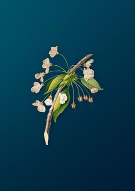 Vintage Cherry Plum Flower