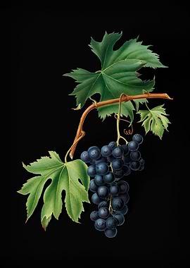 Vintage Brachetto Grape