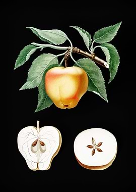 Vintage Carla Apple Fruits