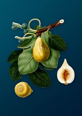 Vintage Common Figs Fruits