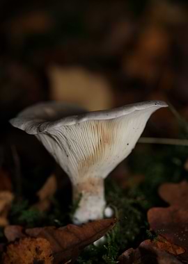 Winter wild mushrooms free