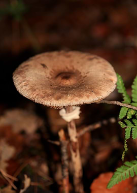 Winter wild mushrooms free