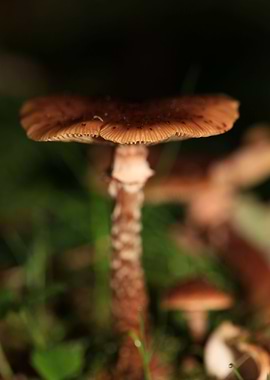 Winter wild mushrooms free