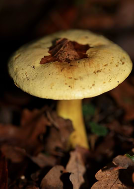 Winter wild mushrooms free