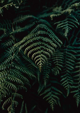 Green Plant Leaves Close 3