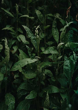 Green Plant Leaves Close 5