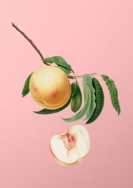 Vintage Duracina Peach Art