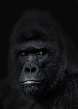 Gorilla Wallpaper