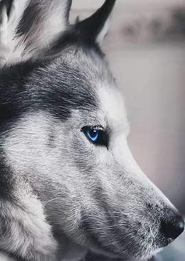 white wolf wallpaper