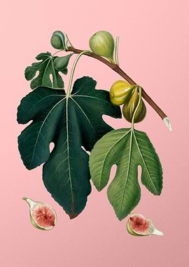 Vintage Fig Fruits Poster