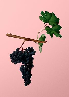 Vintage Dolcetto Grapes