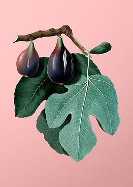 Vintage Fig Fruits Poster