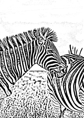 ZEBRA