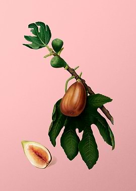 Vintage Fig Fruit Poster