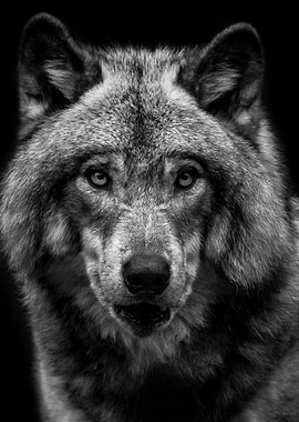 wild black wolf face