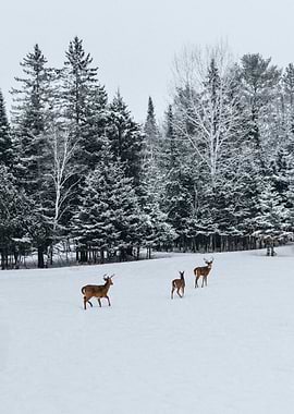 snow all deer run