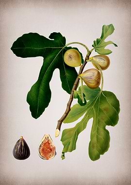 Vintage Fig Fruits Poster