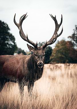 long horn brown deer