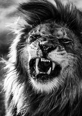 Angry Lion Face