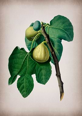 Vintage Fig Branch Fruits