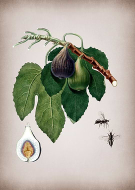 Vintage Fig Fruits Poster