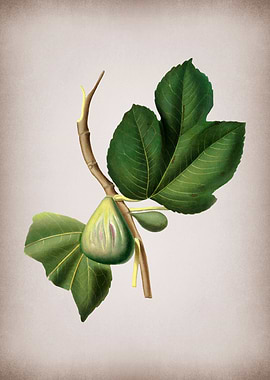 Vintage Fig Fruits Poster