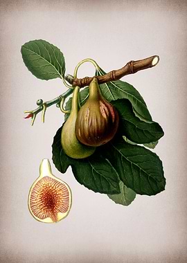 Vintage Fig Fruits Poster