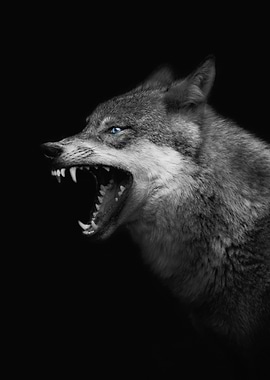 Angry grey wolf head