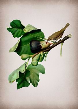 Vintage Fig with Bird Art