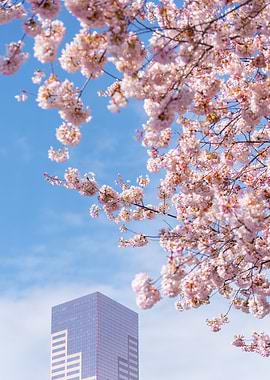 Pink pink cherry blossom