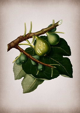 Vintage Fig Fruits Poster